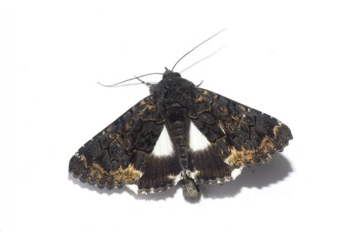 Réf. 207 565 : Catephia alchymista